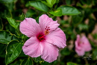 Wildlife/Flowers