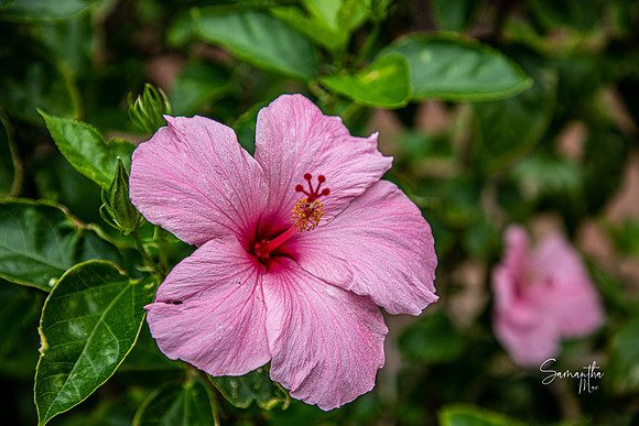 8Y5A9517