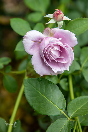 8Y5A2351