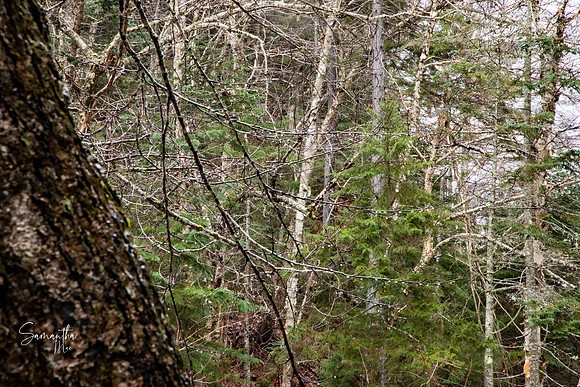 20211126-SMO_1532-HDR