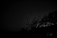 IMG_4513
